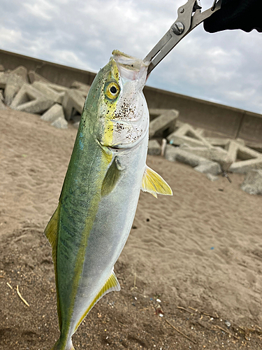 イナダの釣果