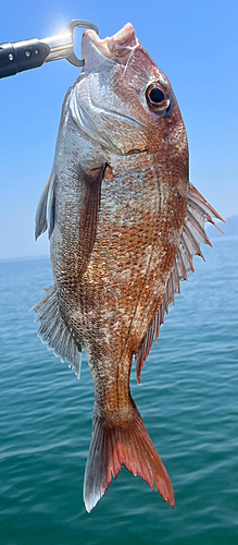 マダイの釣果