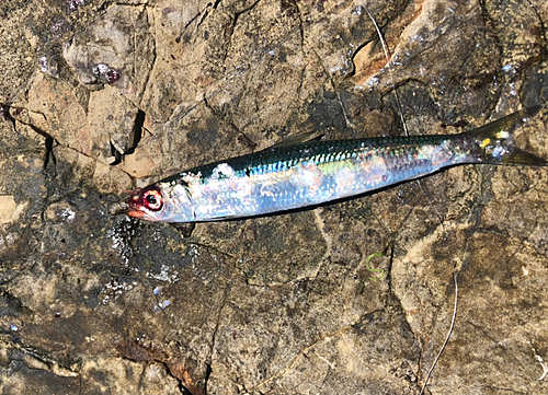 イワシの釣果