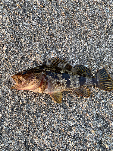 タケノコメバルの釣果