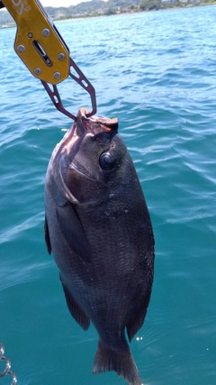 メジナの釣果