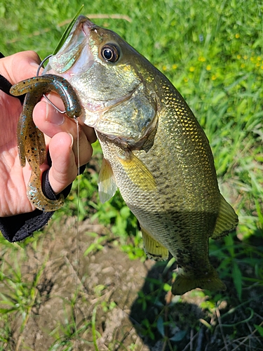 ラージマウスバスの釣果