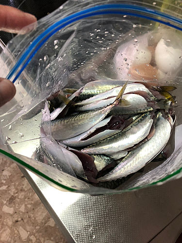 マサバの釣果