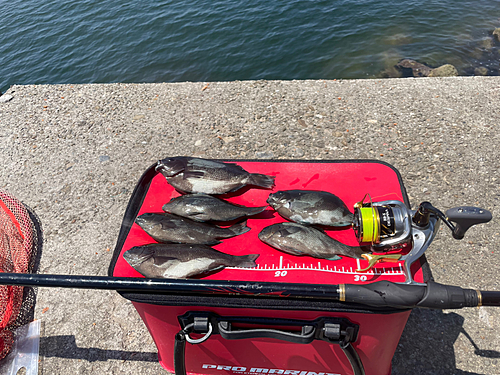 メジナの釣果