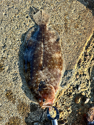 ヒラメの釣果