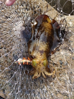 アオリイカの釣果