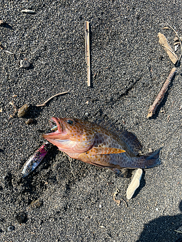 オオモンハタの釣果