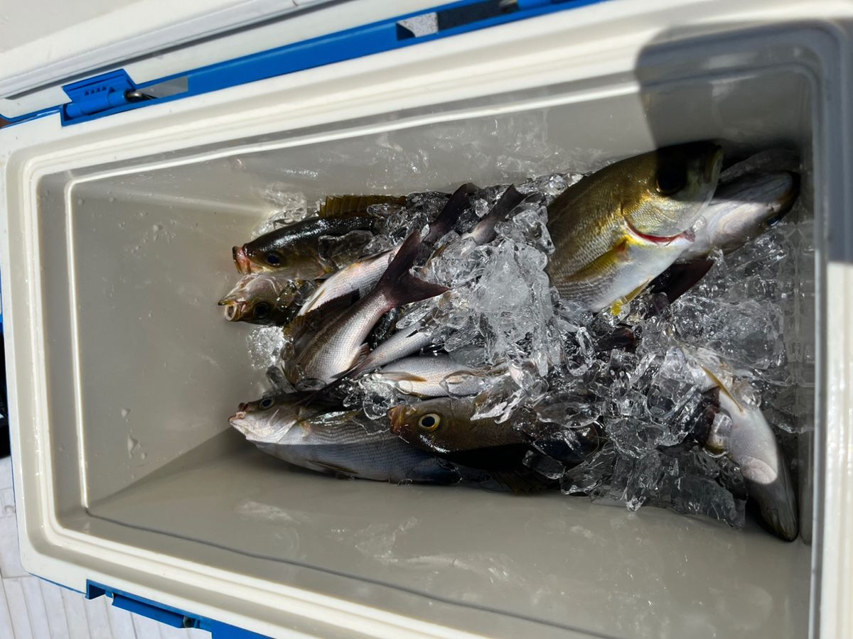 えいきさんさんの釣果 2枚目の画像