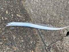 タチウオの釣果