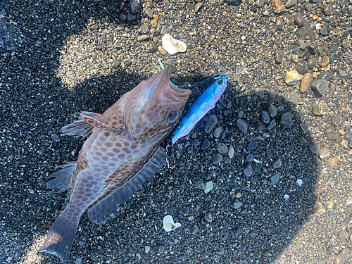 オオモンハタの釣果