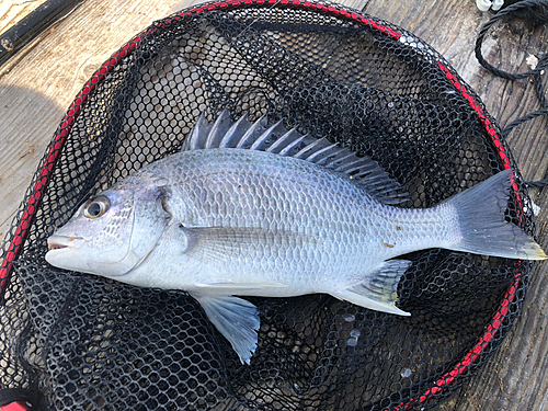 キビレの釣果