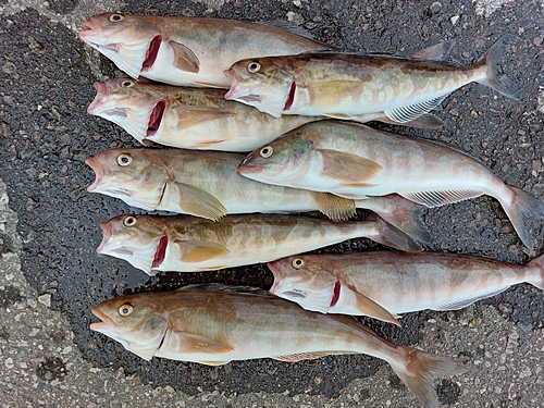 ホッケの釣果