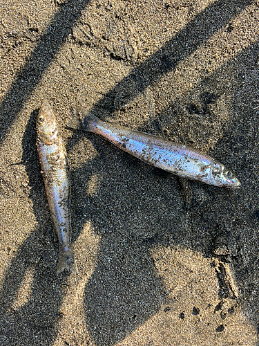 シロギスの釣果