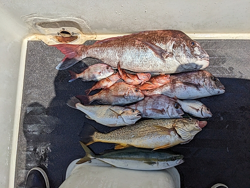 マダイの釣果