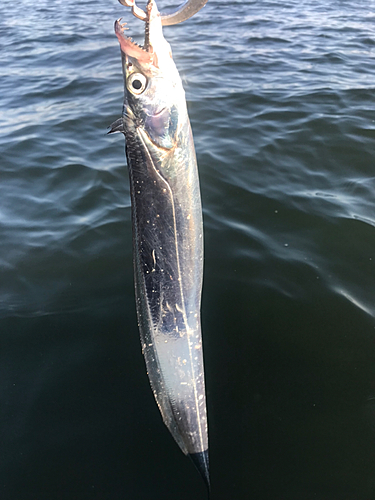 タチウオの釣果