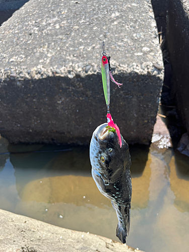 フグの釣果