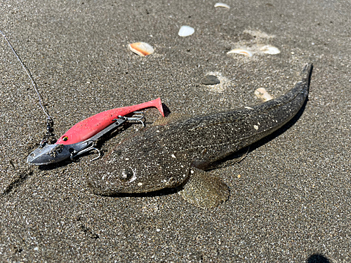 マゴチの釣果