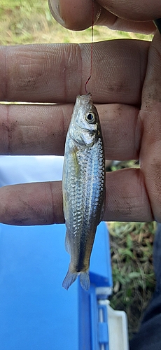 モロコの釣果