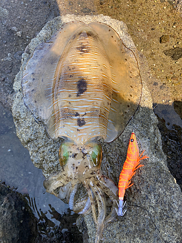 アオリイカの釣果