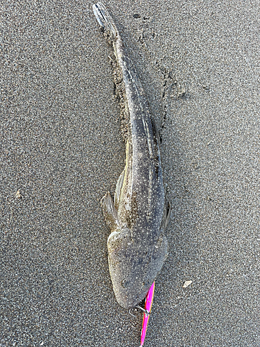 マゴチの釣果