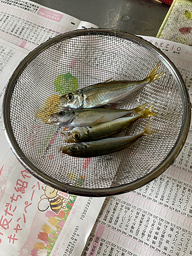 アジの釣果