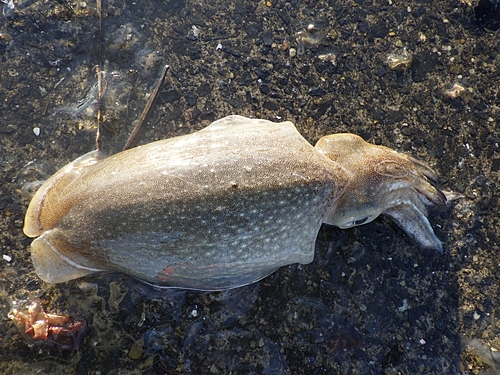 イカの釣果