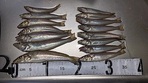 キスの釣果