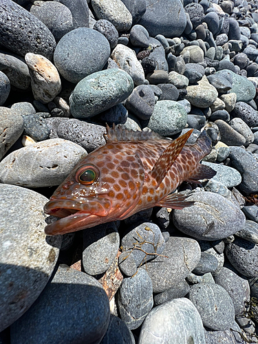 オオモンハタの釣果