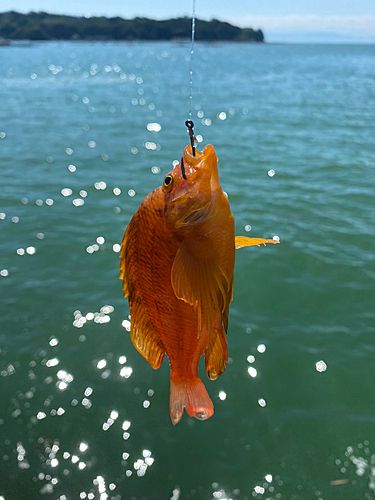 タカノハダイの釣果