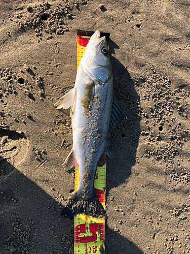 フッコ（マルスズキ）の釣果