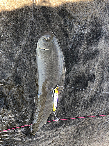 シタビラメの釣果