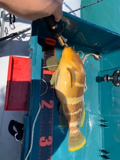 アオハタの釣果