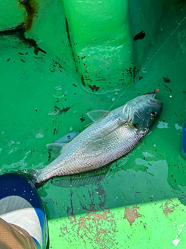 シログチの釣果