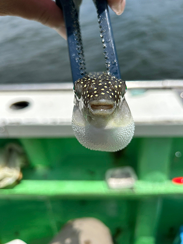 クサフグの釣果