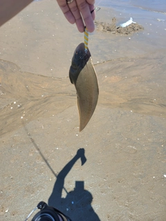 シタビラメの釣果