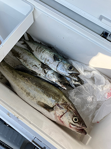 サバの釣果