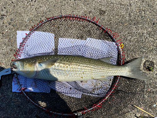 ボラの釣果