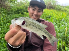 ブラックバスの釣果