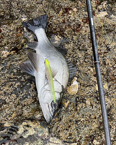 ヒラスズキの釣果