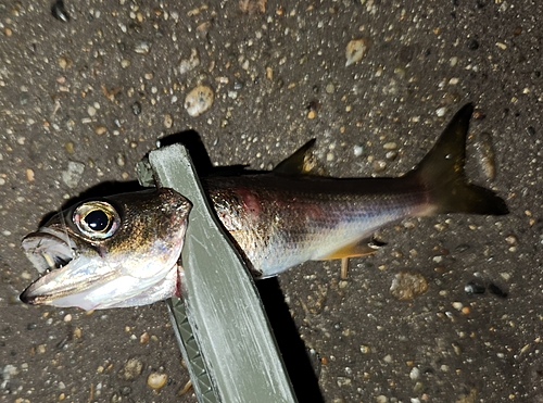 ムツの釣果