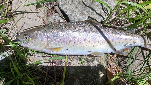 ヤマメの釣果