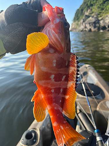 アカハタの釣果