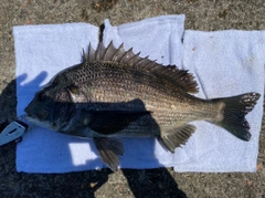 チヌの釣果