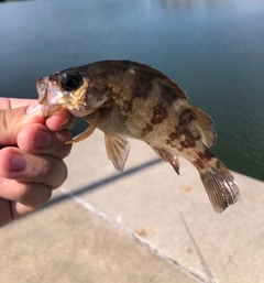 クロメバルの釣果