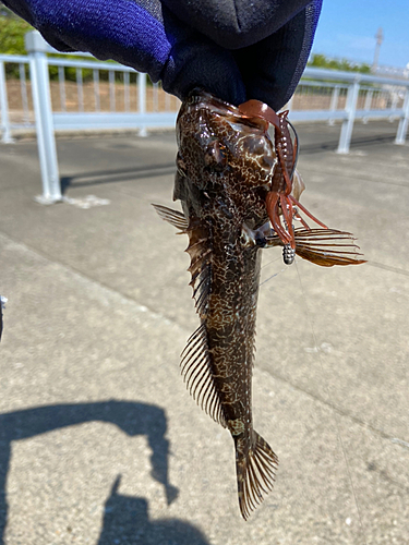 アナハゼの釣果