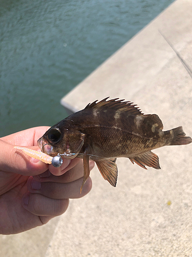 アカメバルの釣果