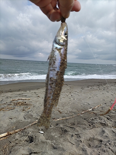 キスの釣果