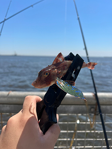 ホウボウの釣果