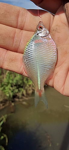 タイリクバラタナゴの釣果