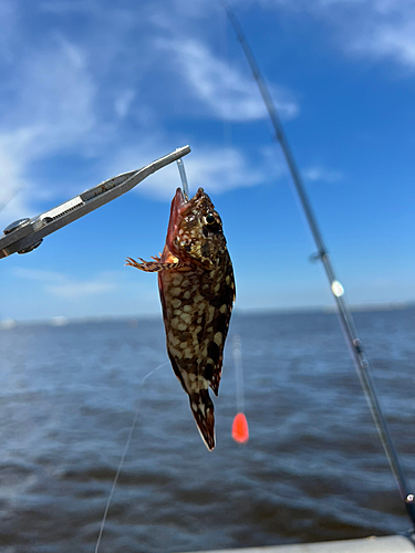 カサゴの釣果